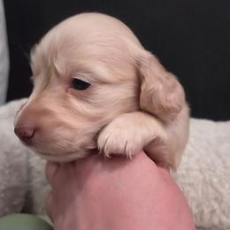 Mr. Fisk - Cream male Dachshund puppy in Batesville, Arkansas from Willow Tree Dachshunds