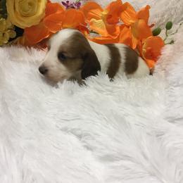 Dachshund Puppies from Desert Wind Dachshunds