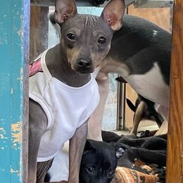 Tootsie - American Hairless Terrier