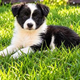 Bo peep - Black female Border Collie puppy in Sanger, California from Flying M Cactus Ranch Buddies