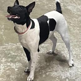 Pippi - American Hairless Terrier