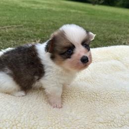 Grant-fluffy - Sable and white male American Corgi puppy in Stillwater, Oklahoma from Steele Family Farms
