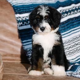 Fuego - Tri-color male Bernedoodle puppy in Grove, Oklahoma from Grand Lake Poodles & Doodles