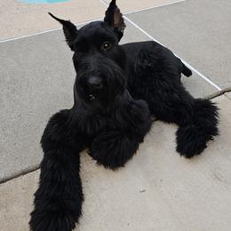 Giant Schnauzers and Miniature Schnauzers from T & A Cali Schnauzer