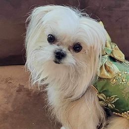 Maltese from Chinadoll Maltese