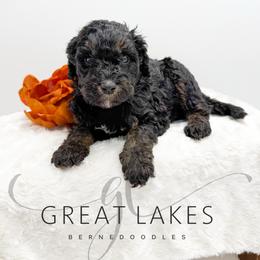 Bear - Phantom male Bernedoodle puppy in Baroda, Michigan from Great Lakes Bernedoodles