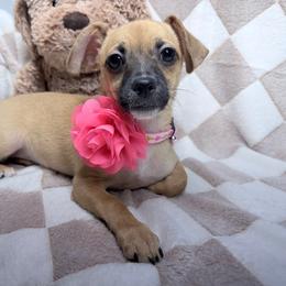 Fiona - Fawn female Chihuahua puppy in Flagler Estates, Florida from Fiesta Pups