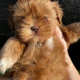 Shih Tzu Puppies from Lavender Lane Tzus