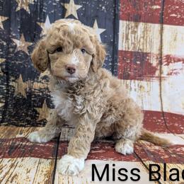 Goldendoodle, Golden Retriever, Labradoodle, and Labrador Retriever All Grown Up from Robertson's Retrievers and Doodles
