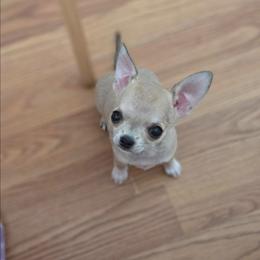 Teenie Tiny - Fawn male Chihuahua puppy in Cape Coral, Florida from Inspired Chihuahuas
