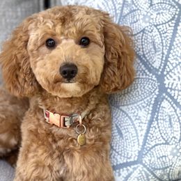 Ruby - Goldendoodle