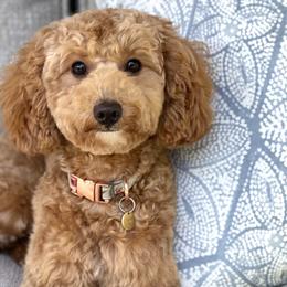Ruby - Goldendoodle