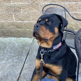 Apex - Rottweiler