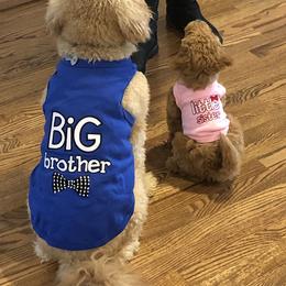 Goldendoodle Puppies from Deerhaven Doodles