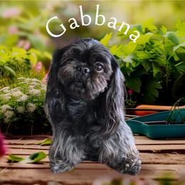 Shih Tzu puppies from Paws Of Beauty