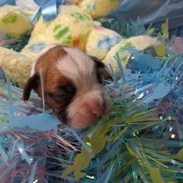Girl 1 - Fawn female Boxer puppy in Pikeville, Kentucky from Boxers of Whispered Wishes