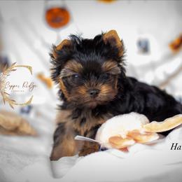Hawthorn - Black and gold male Yorkshire Terrier puppy in Marmaduke, Arkansas from Copper Ridge Yorkies