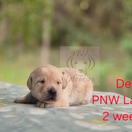 Detroit - Yellow male Labrador Retriever puppy in Rogue River, Oregon from PNW Labradors