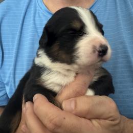 Black tri boy 3 - Black tri-color male Australian Shepherd puppy in Nezperce, Idaho from Willow Creek Farm