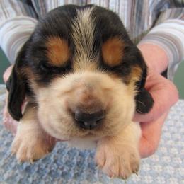 Mabel - Black brown and white female Basset Hound puppy in Francesville, Indiana from Sandyhill Basset Hounds