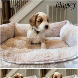 Bingley - Red male Australian Labradoodle puppy in Summerfield, North Carolina from Four Oaks Labradoodles