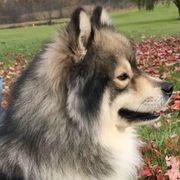 Finnish Lapphunds from Forest Trail Finnish Lapphunds