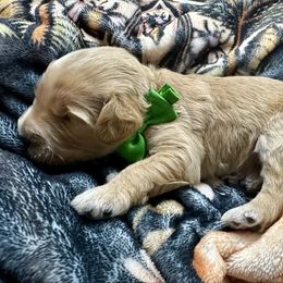 Bodhi - Red  male Goldendoodle puppy in Adolphus, Kentucky from Deerly Poodles