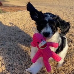 Goldendoodle, Golden Retriever, and Sheepadoodle Puppies from Guppy Puppies