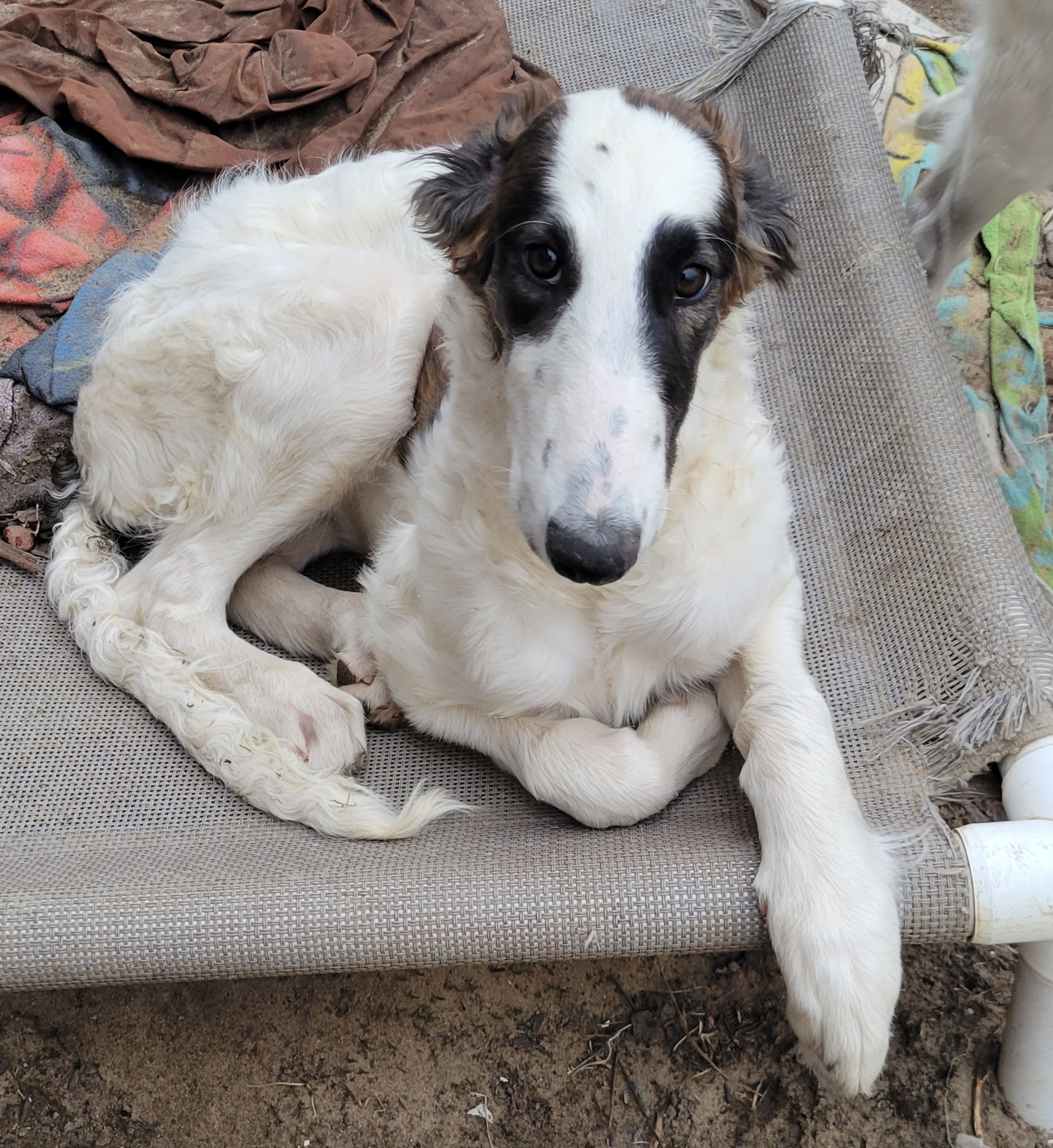 Echo - Mahogany brindle Borzoi puppy in Monroe, Michigan from Starswift Borzoi