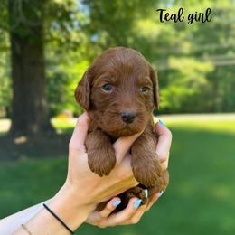 Teal girl - Red  female Goldendoodle puppy in Valdese, North Carolina from Doodling All Day Goldendoodles