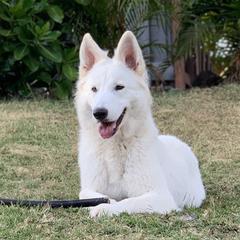 Lily - Berger Blanc Suisse