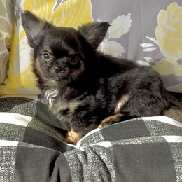 TEDDY - Black and tan male Chihuahua puppy in Richmond, Virginia from Bayberry Chihuahuas
