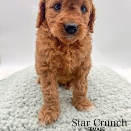 Star Crunch - Red  female Goldendoodle puppy in Sunman, Indiana from Brunsman Country Doodles LLC