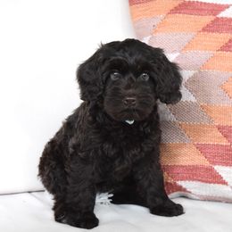 Australian Labradoodle Puppies from Australian Heritage Labradoodles