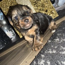 Baby boy - Black and tan male Yorkshire Terrier puppy in Greenville, South Carolina from Yorkies By Si