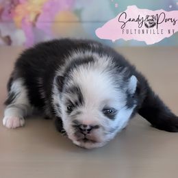 Topaz - Blue merle male Pomeranian puppy in Fultonville, New York from Sandy Aussies & Pomeranians