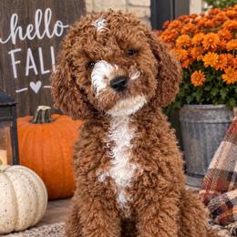 Flynn - Red  male Goldendoodle puppy in Idabel, Oklahoma from Kay Kay’s Poodles & Doodles