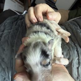 Shetland Sheepdog Puppies from Georgina's Shetland Sheepdog
