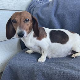 Peanut - Dachshund