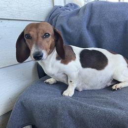 Peanut - Dachshund