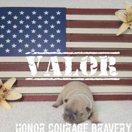 Valor - Blue fawn male French Bulldog puppy in Denver, Colorado from Mecham Family kennels -MechamFrenchies