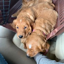 Golden Retriever Puppies from Archwind Retrievers