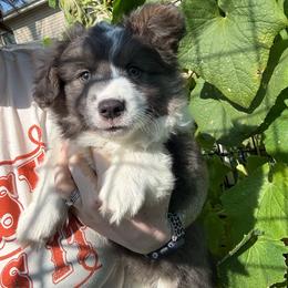 Boy 1 - Blue male Pembroke Welsh Corgi puppy in Wichita, Kansas from Little Creek Corgis