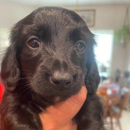 Maisy - Black female Dachshund puppy in Mountain Home, Idaho from Desert Wind Dachshunds