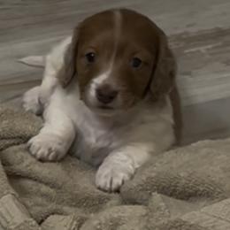Valentino - Piebald male Dachshund puppy in Fallon, Nevada from Desert Doxies
