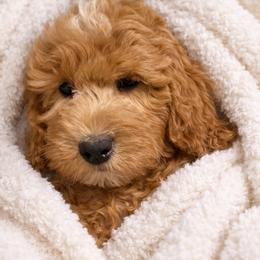 Cookie - Red  female Goldendoodle puppy in Boise, Idaho from Goldendoodle Baby