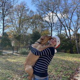 Labrador Retriever Puppies from Spring Water Labs of the Carolinas