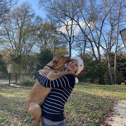 Labrador Retriever Puppies from Spring Water Labs of the Carolinas