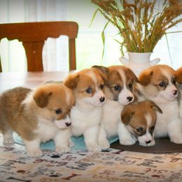 Pembroke Welsh Corgi Puppies from Lapp Livestock Farm Corgi's