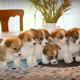 Pembroke Welsh Corgi Puppies from Lapp Livestock Farm Corgi's